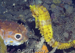 2 strange creatures meet in the Lembeh straits by Geoff Spiby 